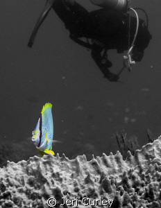 Butterflyfish playing for the camera. by Jeri Curley 